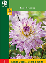 X 1 DAHLIA DECORATIVE PINK - WHITE