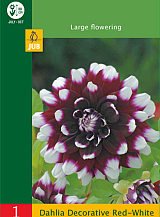 X 1 DAHLIA DECORATIVE RED - WHITE
