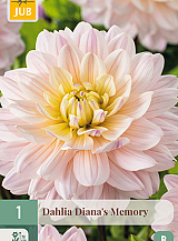 X 1 DAHLIA DIANA'S MEMORY
