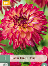 X 1 DAHLIA DING A DONG