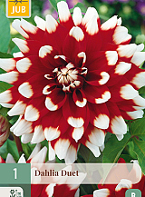 X 1 DAHLIA DUET