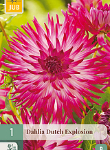 X 1 DAHLIA DUTCH EXPLOSION
