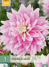 X 1 DAHLIA EVANAH