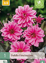 X 1 DAHLIA FASCINATION