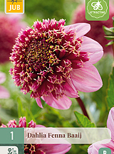 X 1 DAHLIA FENNA BAAIJ