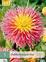 X 1 DAHLIA FRINGED STAR
