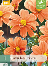 X 1 DAHLIA G.F. HEMERIK