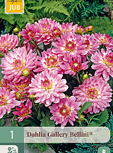 X 1 DAHLIA GALLERY BELLINI®