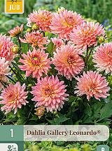 X 1 DAHLIA GALLERY LEONARDO®