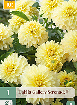 X 1 DAHLIA GALLERY SERENADE®