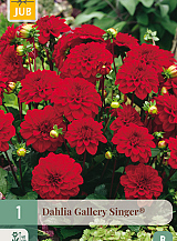 X 1 DAHLIA GALLERY SINGER®