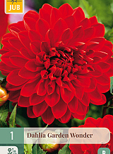 X 1 DAHLIA GARDEN WONDER