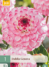X 1 DAHLIA GENOVA