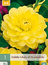 X 1 DAHLIA GLORY OF HEEMSTEDE