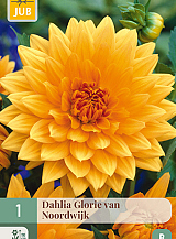 X 1 DAHLIA GLORY OF NOORDWIJK