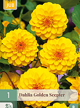 X 1 DAHLIA GOLDEN SCEPTER