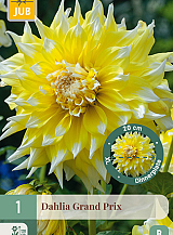 X 1 DAHLIA GRAND PRIX