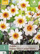 X 1 DAHLIA HAPPY DAYS CREAM WHITE