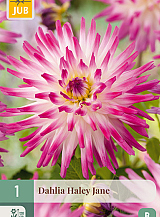 X 1 DAHLIA HAYLEY JANE