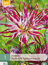 X 1 DAHLIA HOLLYHILL SPIDERWOMAN