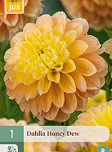 X 1 DAHLIA HONEY DEW