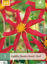 X 1 DAHLIA HONKA ROOD