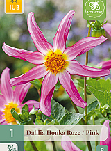 X 1 DAHLIA HONKA ROZE