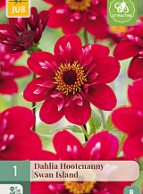 X 1 DAHLIA HOOTENANNY-SWAN ISLAND