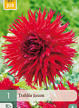 X 1 DAHLIA JAXON