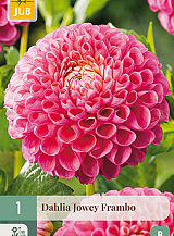 X 1 DAHLIA JOWEY FRAMBO