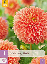 X 1 DAHLIA JOWEY LINDA