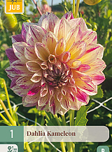 X 1 DAHLIA KAMELEON