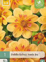 X 1 DAHLIA KELSEY ANNIE JOY