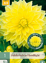 X 1 DAHLIA KELVIN FLOODLIGHT