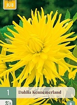 X 1 DAHLIA KENNEMERLAND