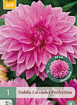 X 1 DAHLIA LAVENDER PERFECTION