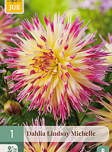 X 1 DAHLIA LINDSAY MICHELLE