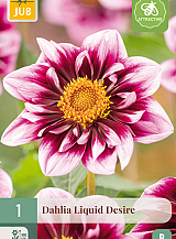 X 1 DAHLIA LIQUID DESIRE
