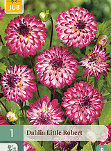 X 1 DAHLIA LITTLE ROBERT