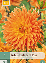 X 1 DAHLIA LUDWIG HELFERT
