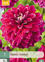 X 1 DAHLIA MALDINI