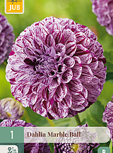 X 1 DAHLIA MARBLE BALL
