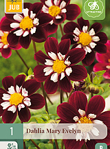 X 1 DAHLIA MARY EVELYN