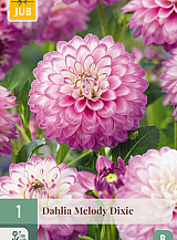 X 1 DAHLIA MELODY DIXIE