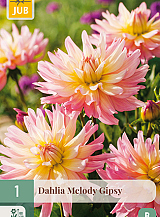 X 1 DAHLIA MELODY GIPSY