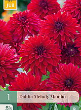 X 1 DAHLIA MELODY MAMBO