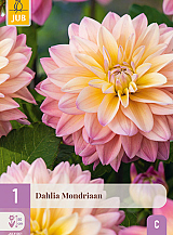 X 1 DAHLIA MONDRIAAN