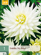 X 1 DAHLIA MY LOVE