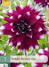 X 1 DAHLIA MYSTERY DAY