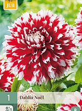 X 1 DAHLIA NOËL